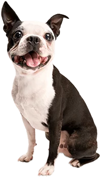 happy dog visiting veterinarian in carmel, in