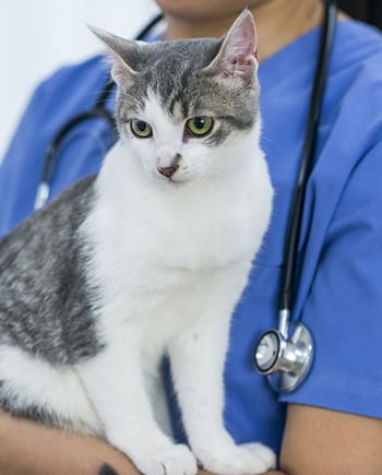 veterinarian giving cat exam