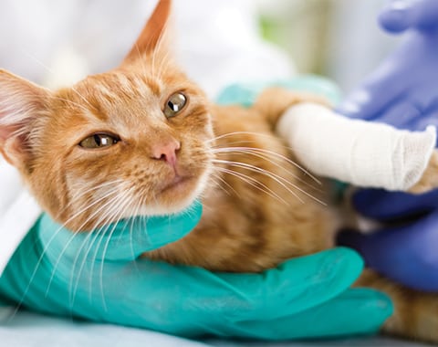 veterinarian holding a cat