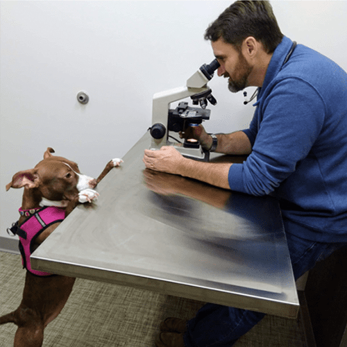veterinarian looking at microscope with dog