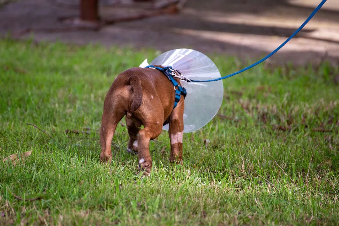 dog outside in the green grass wearing a surgical cone