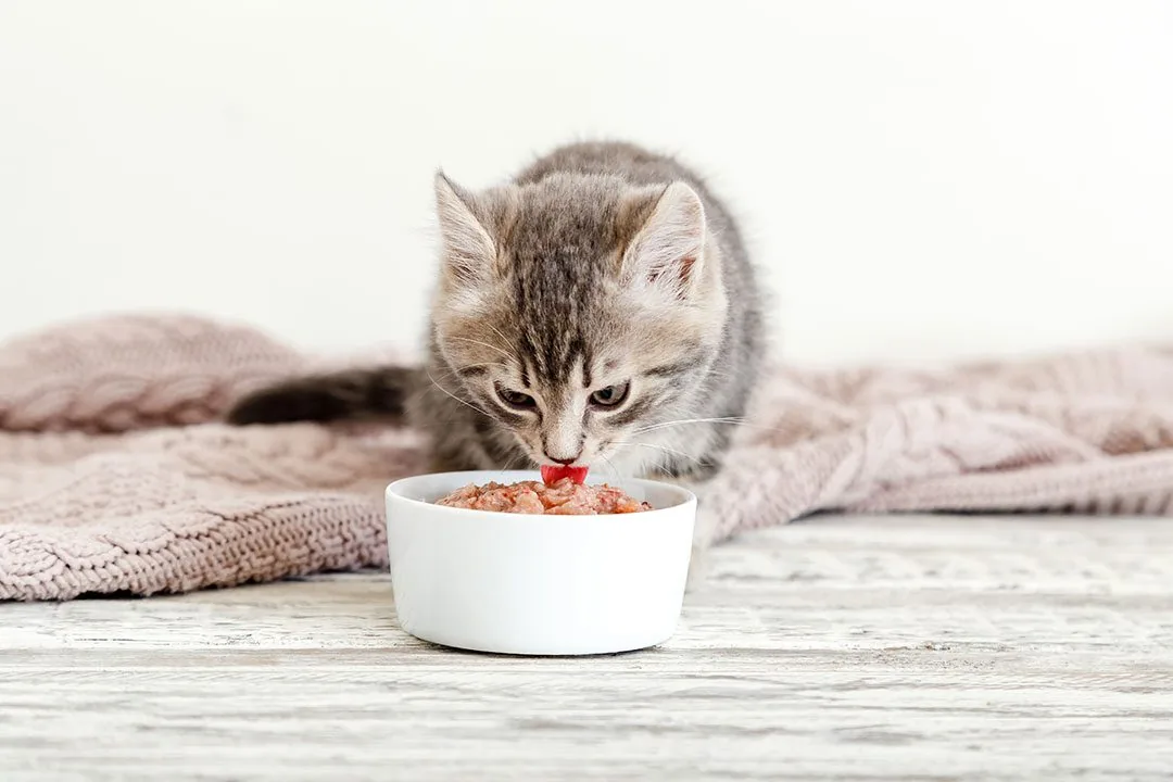 kitten eating wet food